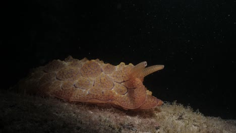 visión creativa de una gran babosa marina iluminada por una luz submarina de buzo