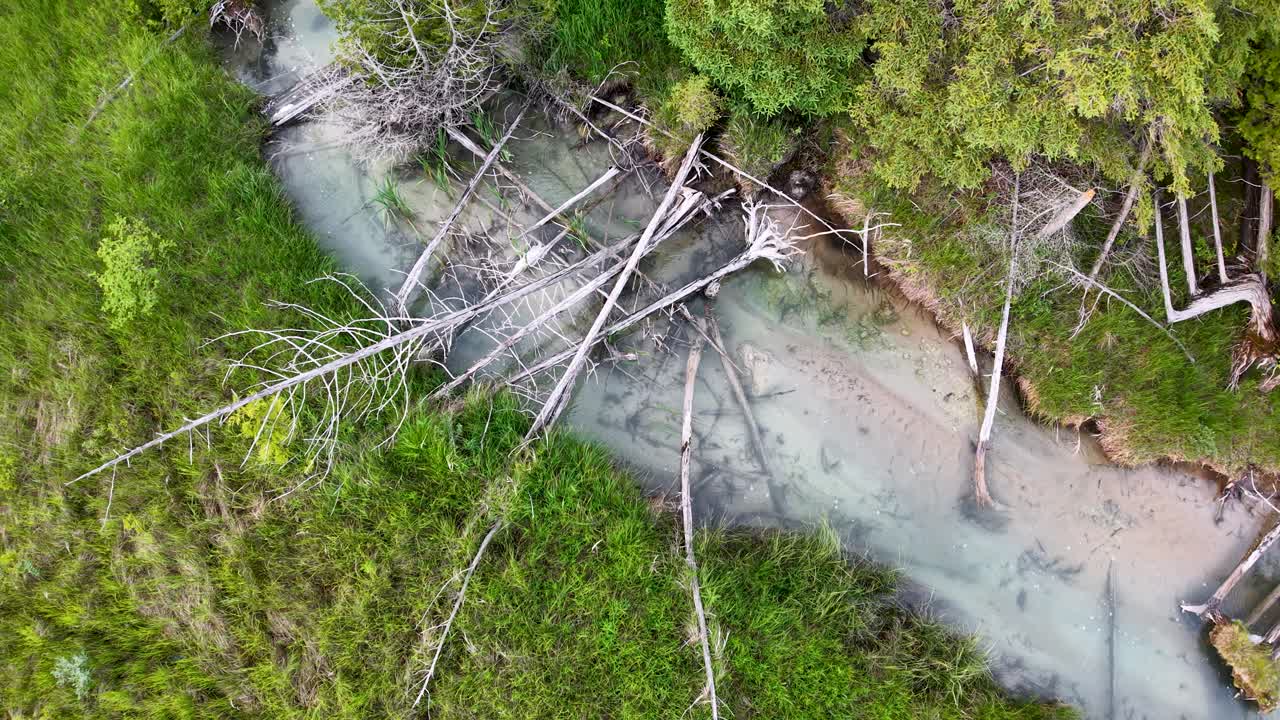 Aerial drone footage of a turquoise river winding through a forest with fallen trees and logs scattered across the waterway