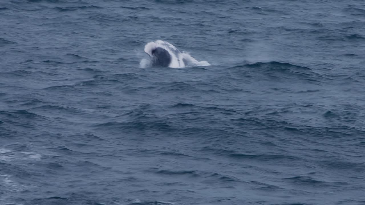 Ocean waves and a humpback whale in slow motion off the coast of Piura, Peru