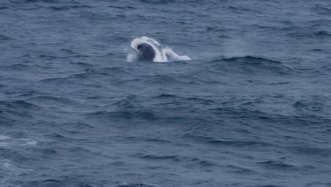 ocean waves and a humpback whale in slow motion off the coast of piura, peru
