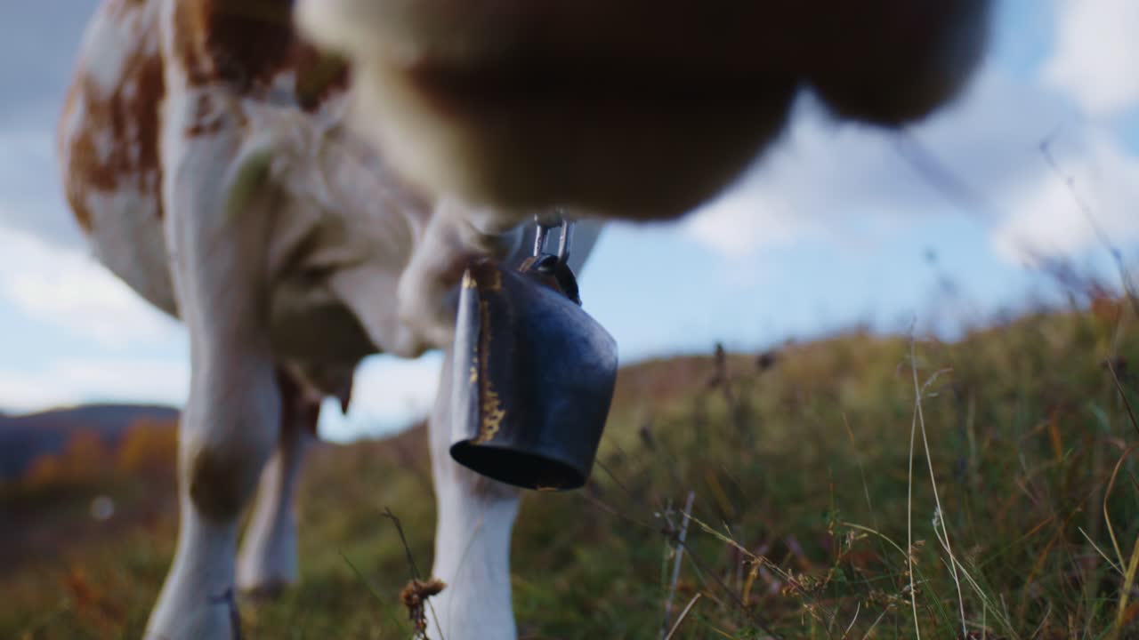 A low-angle, extreme close-up shot focused on a cowbell hanging from a chain around the neck of a brown and white cow as it grazes on tall grass in an autumn pasture