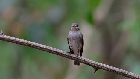 el papamoscas marrón asiático es un pequeño pájaro paseriforme que se reproduce en japón, himalaya y siberia