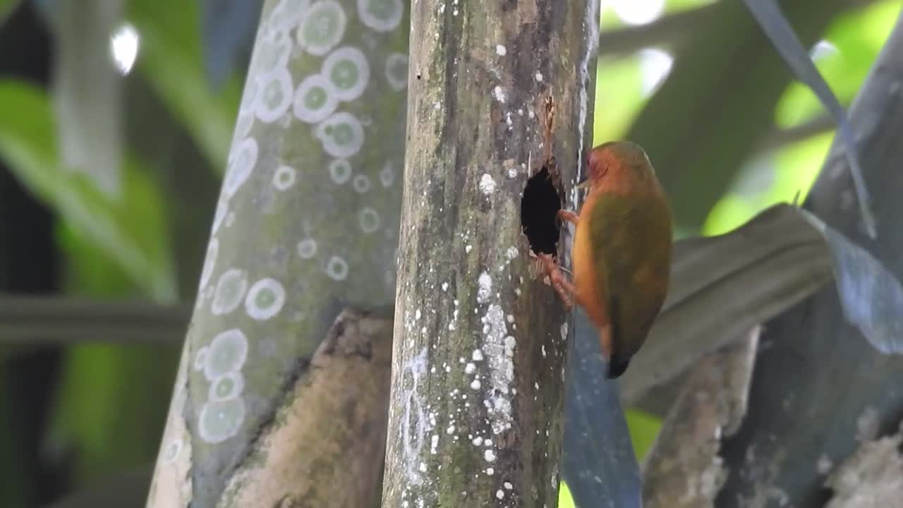 루푸스 피쿨 새가 건조한 나무에 둥지를 짓고 있다