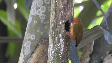 rufous piculet bird is making a nest in dry wood