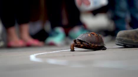 una tortuga corre hasta la línea de meta mientras una mano se agacha y la recoge en un festival en un pequeño pueblo rural de virginia occidental.