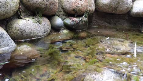 Natural-springs-at-Mount-Rainier-National-Park-on-the-Longmire-trail,-methane-bubbles,-carbon-dioxide,-sulfur-smell,-non-potable-water