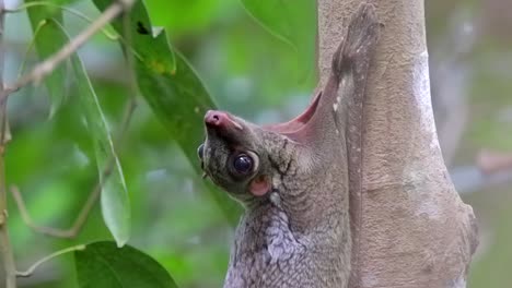 close up of a flying lemur arching it's head backwards in singapore - close up shot