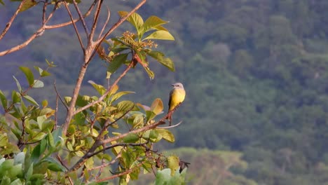 Kingbird-Tropical-Posado-En-La-Rama-De-Un-árbol