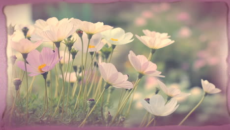 dreamy cosmos flowers in soft focus