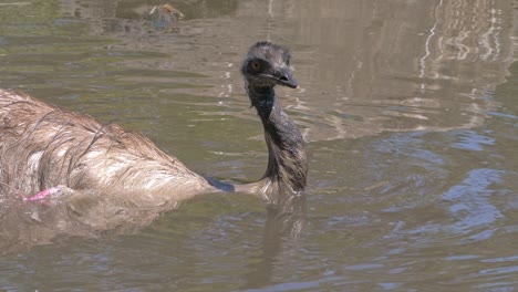 large flightless emu bird swimming in shallow water in queensland, australia