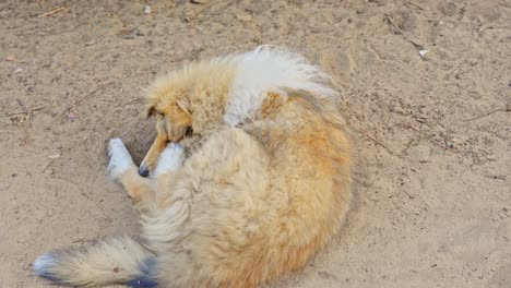 un cachorro de collie juguetón y áspero tendido en el suelo mordiéndose a sí mismo