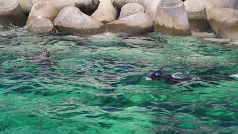 Sumérgete-En-El-Refrescante-Abrazo-Del-Mar-Azul-Profundo,-Dos-Buzos-Exploran-El-Océano.