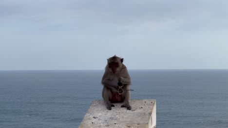 Monkey-Shenanigans:-Playful-Macaque-at-Uluwatu-Temple,-Bali