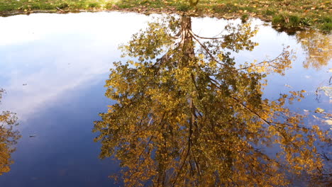 colorful autumn tree reflects in the water of a calm lake