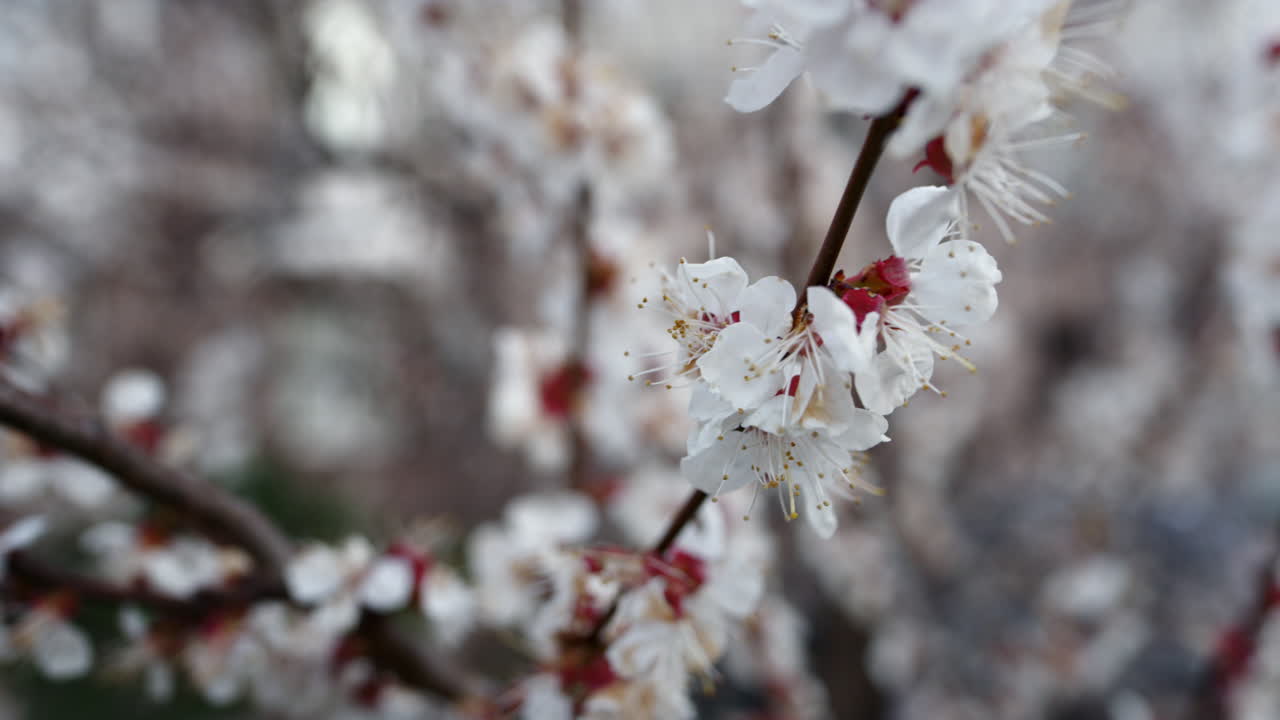 Ramo di ciliegio primaverile che cresce in primavera. Fiori bianchi sul ciliegio.