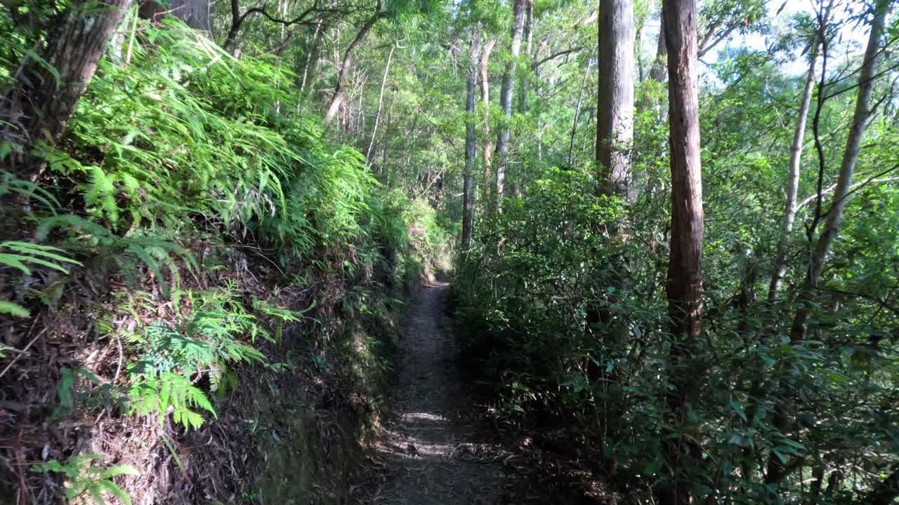 울창한 숲길을 가로질러 조용한 산책