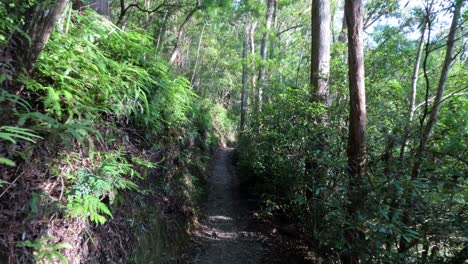 un tranquilo paseo por un camino de bosque exuberante
