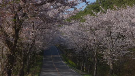 un camino lleno de flores de cerezo