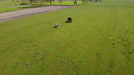 Diese-Pferde-Grasen-Durch-Ein-Feld-In-Belgien