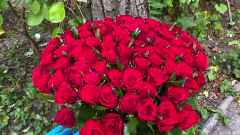 Majestuoso-Ramo-De-101-Rosas-Rojas-En-Un-Banco,-Definición-Y-Significado-Del-Amor-Verdadero,-Flores-Románticas,-Regalo-De-San-Valentín,-Muestra-De-Sentimientos,-Toma-De-4k