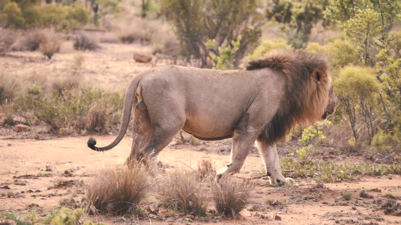 Løve går yndefuldt i afrikansk savannebuskads, slow motion