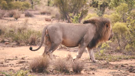 León-Caminando-Con-Gracia-En-La-Sabana-Africana,-Cámara-Lenta