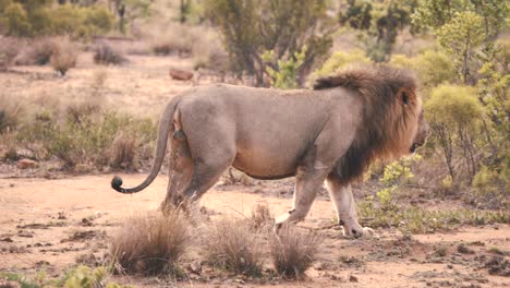 león caminando con gracia en la sabana africana, cámara lenta