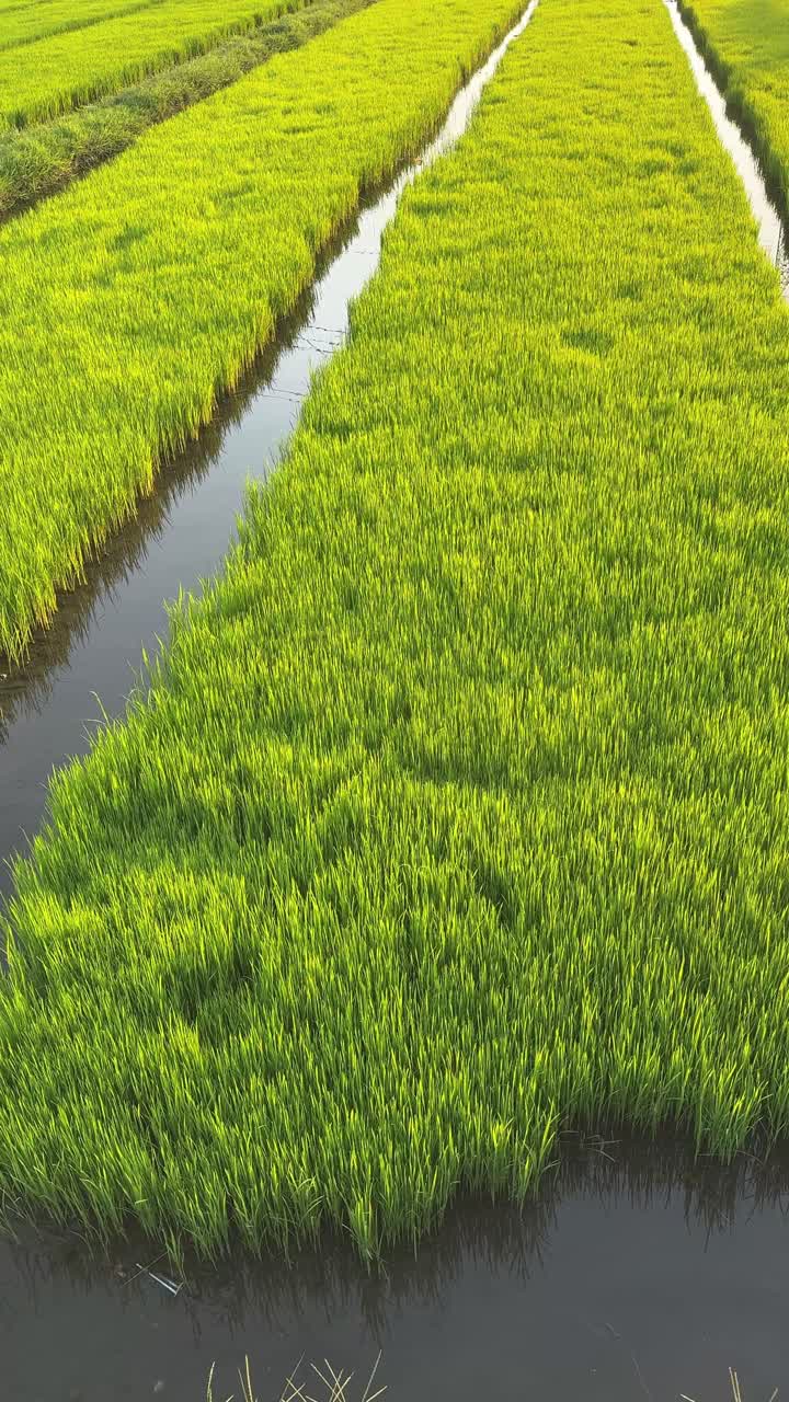 Risaia verde brillante con canali d'acqua