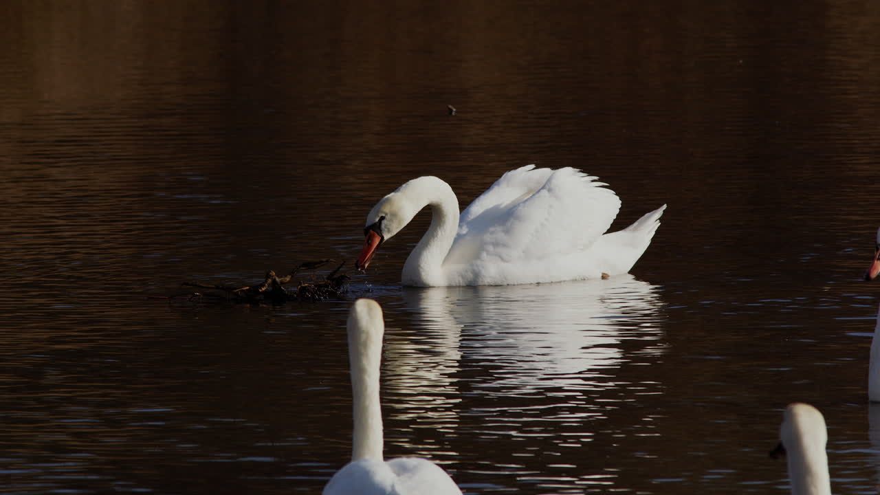 Slow motion swan courtship under a glowing dawn sky.