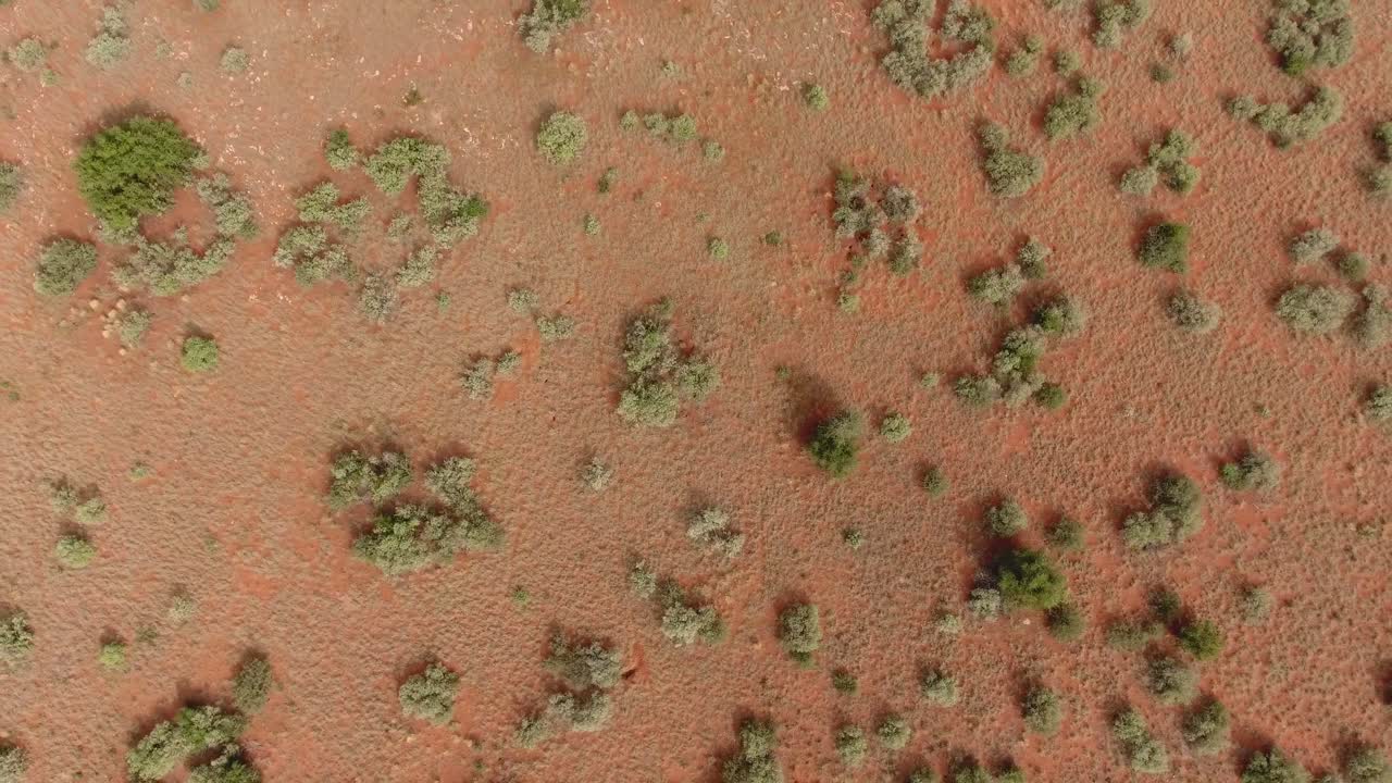 Vista aerea di alberi sparsi nella regione arida e sabbiosa del Kalahari, nel Capo Settentrionale, Sudafrica