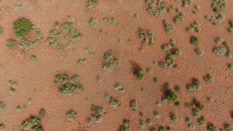 aerial view of scattered trees in the arid, sandy kalahari region of the northern cape, south africa