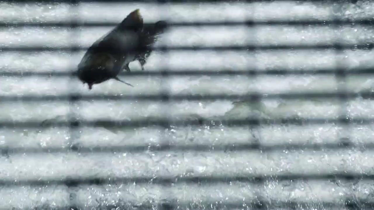 水中にある格子状の影を飛び越えるサケを真上から捉えた視点。スローモーションでガナラスカ川での産卵回遊の苦闘が映し出されます。