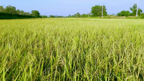 aerial view of agriculture in rice fields for cultivation