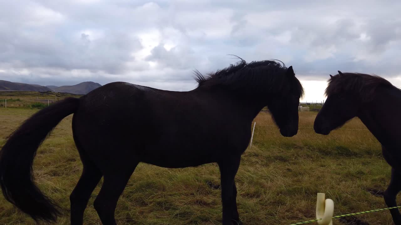 dos caballos negros interactuando en un recinto de pradera bajo un cielo nublado en el campo de islandia