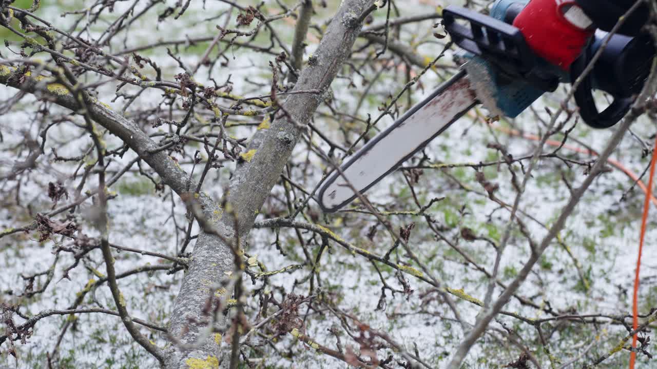 Worker pruning tree with a chainsaw in a garden, preparing firewood