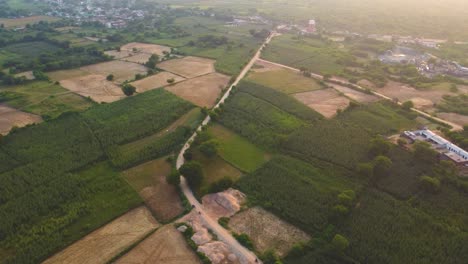 a village road passing through farm fields in chambal region of india