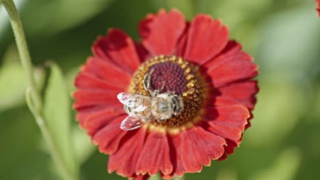 Close-up-view-of-a-wild-bee-pollinating-a-flower-and-eating-nectar