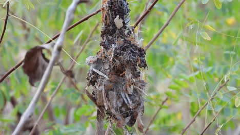 Red-ants-eating-humming-bird-chicks-.