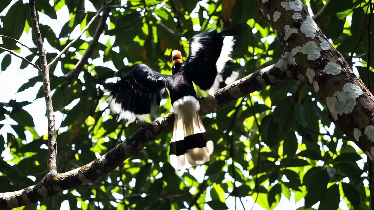 A Hornbill in a Tropical Forest