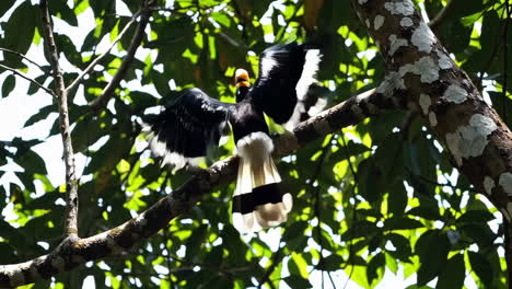 a hornbill in a tropical forest