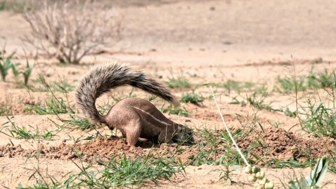 A ground squirrel digging in the soil, and then seeking relief from the heat in the Kalahari desert by using it's tail as a shade umbrella