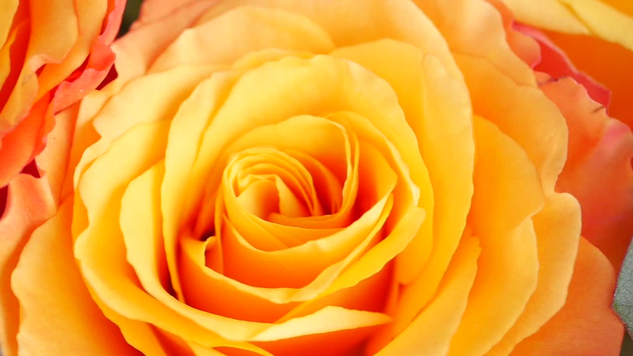 primer plano de una rosa de color amarillo naranja