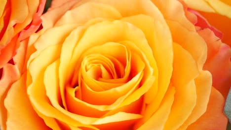 close-up of an orange-yellow rose