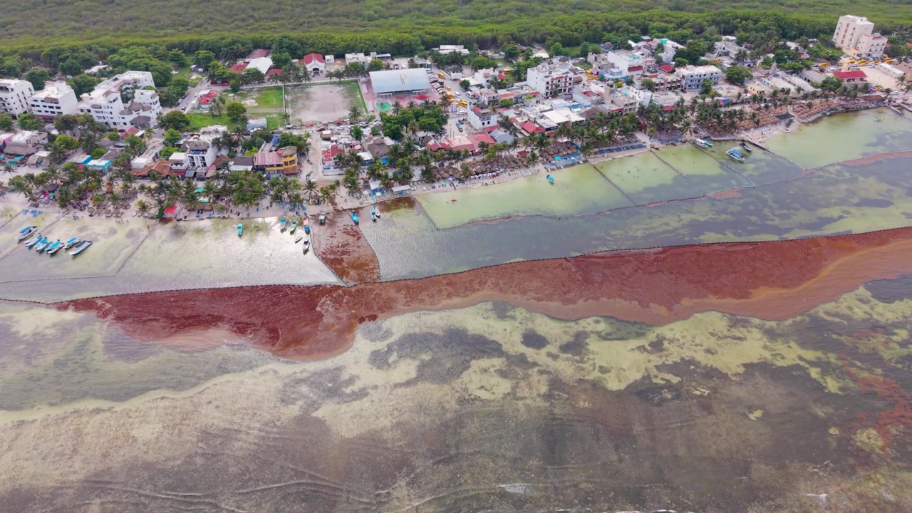 Vista aerea della spiaggia di Mahahual con sargasso stagionale lungo la costa caraibica, Messico
