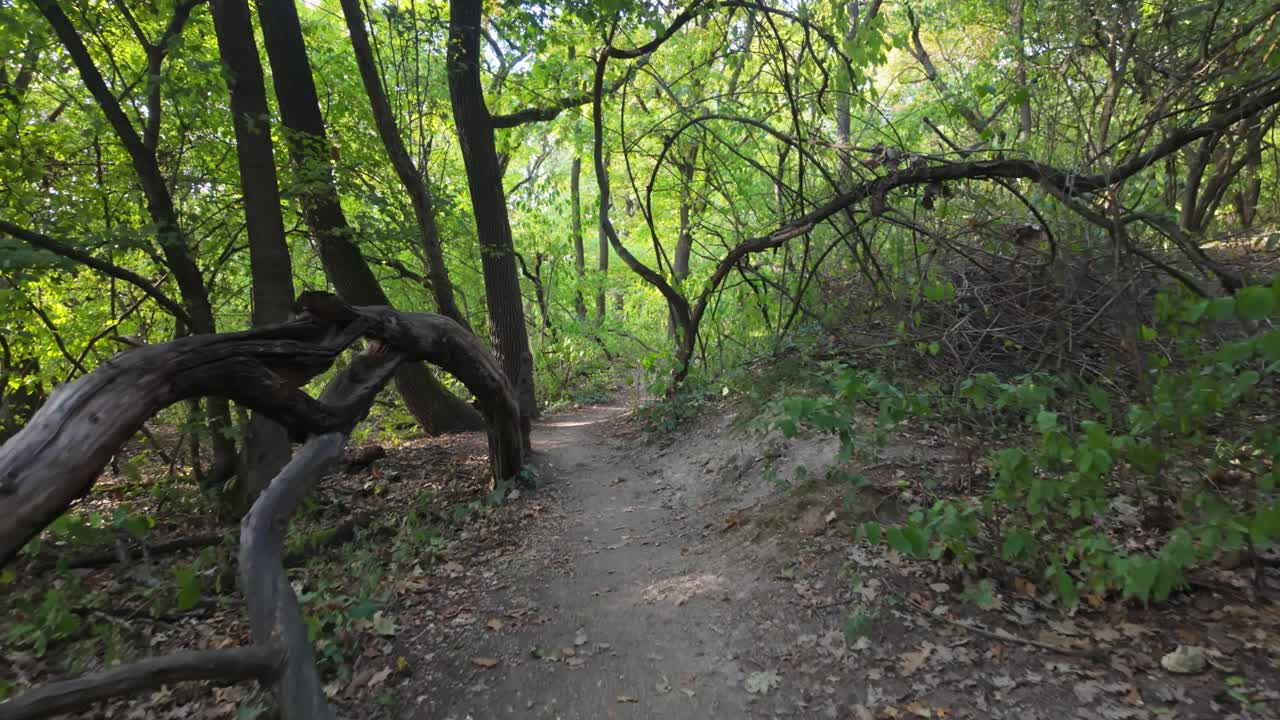 A forward-tracking shot of a serene forest trail near Sárospatak, Hungary, leading to the Tarn of Megyer-hegy, surrounded by lush greenery and sunlit trees on a sunny autumn day