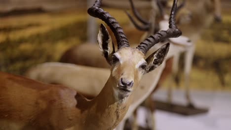 stuffed gazelle showing its habitat