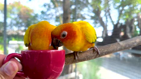 parrots enjoying food from a red cup