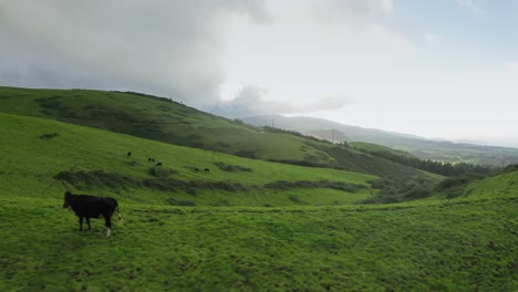 single black cow on azores hill, overlooking green pasture, são miguel