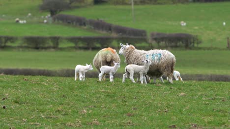 lamb trying to jump onto mother sheep's back on green meadow