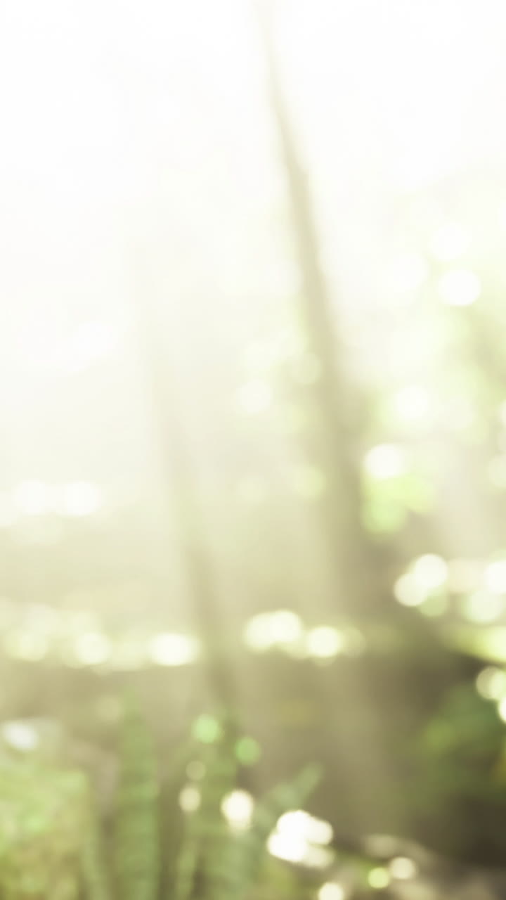 Warm sunlight filters through tall trees in a quiet forest during morning hours